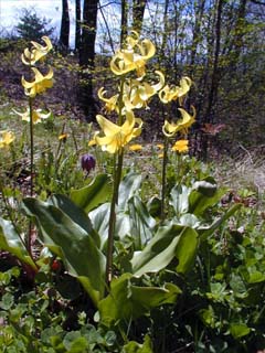 黄色いカタクリ