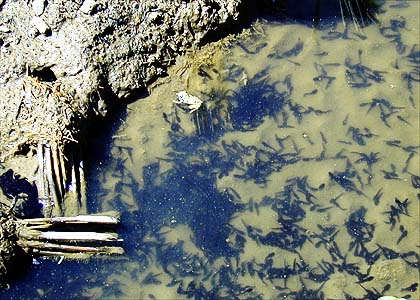 ヒキガエルのオタマジャクシ