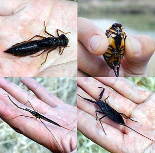 採集した水棲昆虫