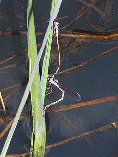 オツネントンボの産卵