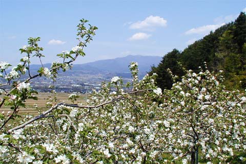 リンゴの花