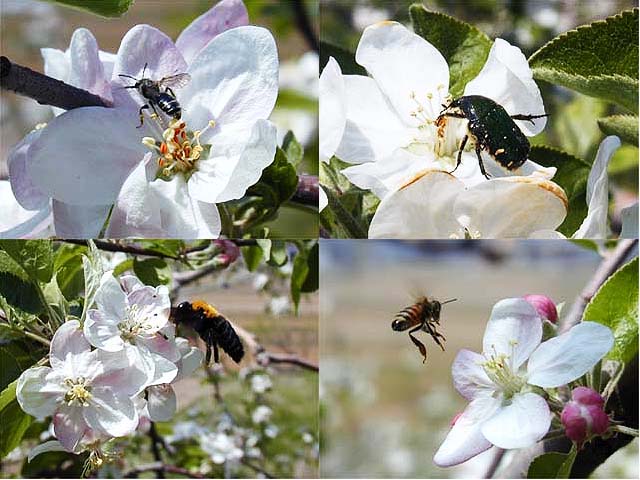 リンゴの花にくる昆虫