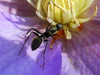 クロオオアリ（クレマチスの花の蜜を吸う）