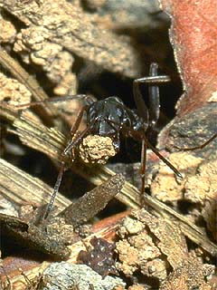 クロヤマアリ（土を運び出す）