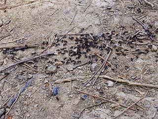 クロクサアリ（行列）