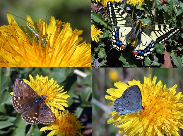 タンポポとチョウ
