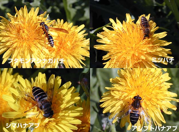 タンポポとアブやハチ