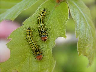 ヤママユガの幼虫　