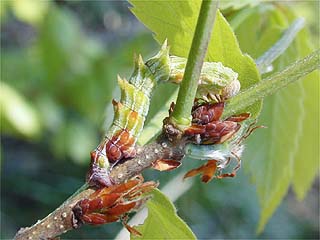 カギシロスジアオシャクの幼虫