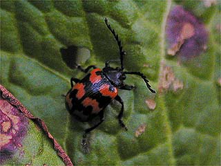 イタドリハムシ