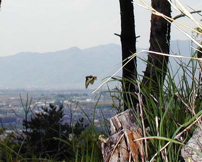 キアゲハのヒルトッピング