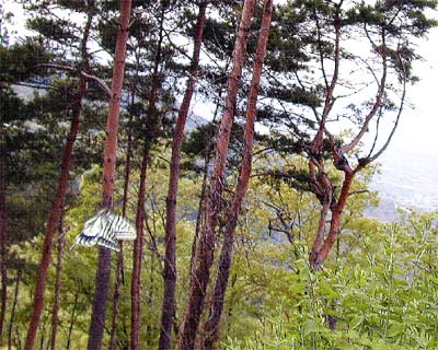 ナミアゲハのヒルトッピング