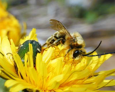 ヒゲナガハナバチとコアオハナムグリ