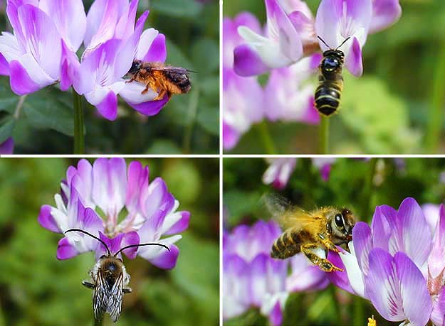 レンゲに来るハチ