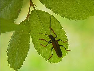 ジョウカイボン