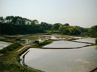 田に水が入った