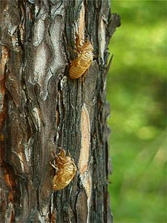 ハルゼミの羽化殻