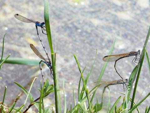 オツネントンボとホソミオツネントンボの産卵