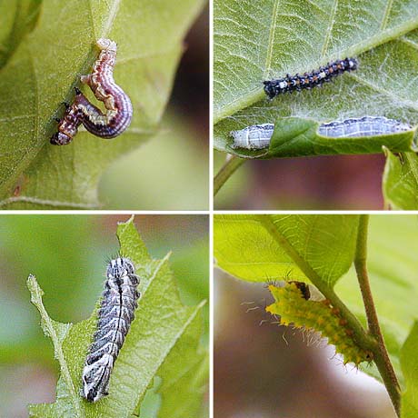 クヌギの葉にいた虫たち