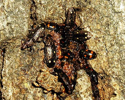 ヨツボシケシキスイとムナビロオオキスイ