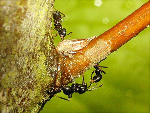 ツノゼミとアリ