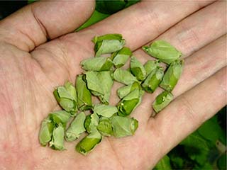 オトシブミの揺藍