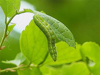 テングチョウの幼虫