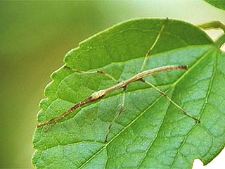 ナナフシの幼虫