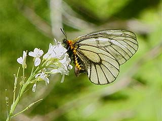 ウスバシロチョウ
