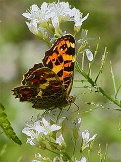 サカハチチョウ