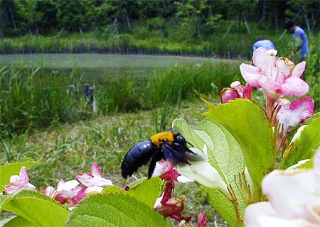 大井海浜中央公園のクマバチ