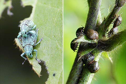 クズにいた虫（大井海浜中央公園）