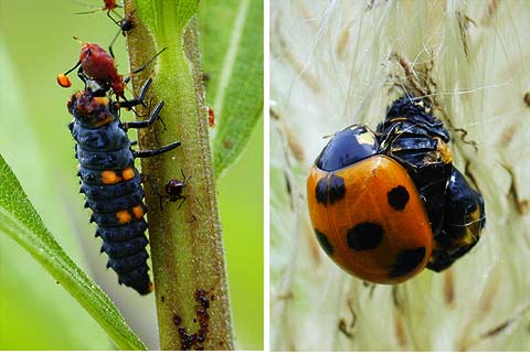 ナナホシテントウの親子（大井海浜中央公園）