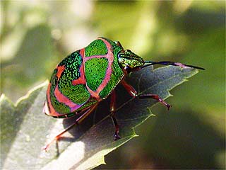 東京のアカスジキンカメムシ