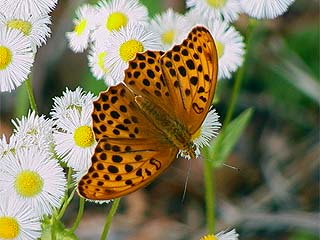 クモガタヒョウモン