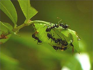 ウラゴマダラシジミの幼虫