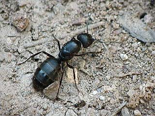 クロオオアリの女王