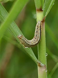 ジャノメチョウの幼虫