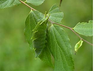 オオムラサキの幼虫