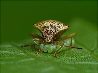 ヒメツノカメムシ