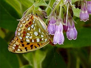 ウラギンヒョウモン