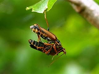 ジョウカイボンの共食い
