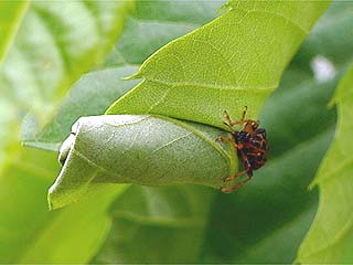 ゴマダラオトシブミの揺藍づくり