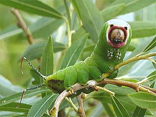 モクメシャチホコの幼虫