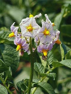 ジャガイモの花