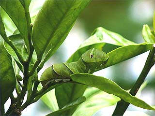 アゲハの幼虫