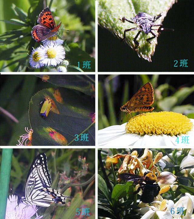 西戸山小の昆虫