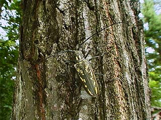 シロスジカミキリ