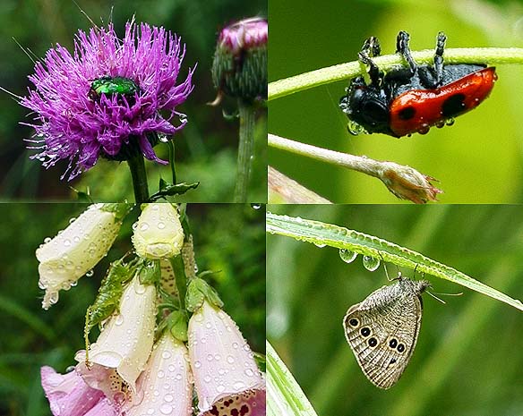 雨の日の虫たち