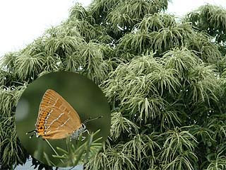 クリの花とアカシジミ
